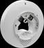 POTTER ELECTRIC SIGNAL Potter Electric Signal pad300-sb Addressable Sounder Base