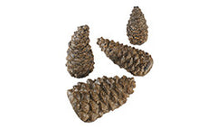 RH PETERSON Rh Peterson PCW-4 Ceramic Pine Cone Assortment Gas Log