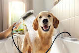 HANSGROHE Hansgrohe 4974700 Pet Shower Bundle 3-jet 1.75 Gpm