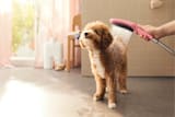 HANSGROHE Hansgrohe 4974700 Pet Shower Bundle 3-jet 1.75 Gpm