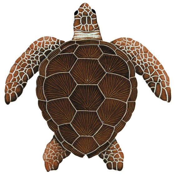 Loggerhead-brown-med-2015t-565x565.webp