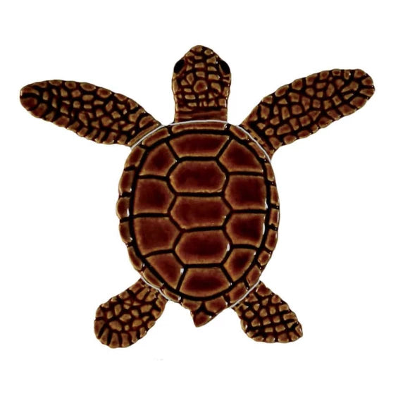 Loggerhead-baby-brown-center-565x565.webp